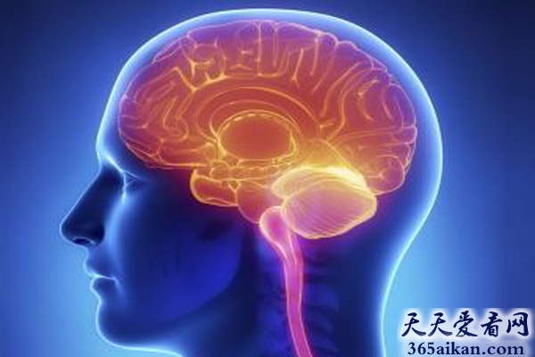 谣言终结者，我的大脑开发了10%是假的！