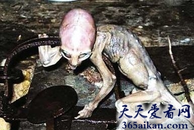 谣言终结者，墨西哥外星人宝宝事件到底是真是假！