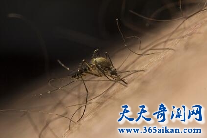寨卡病毒3.jpg