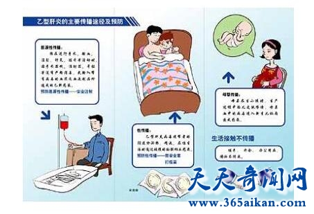 乙肝病毒2.jpg