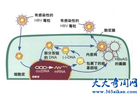 乙肝病毒2.jpg