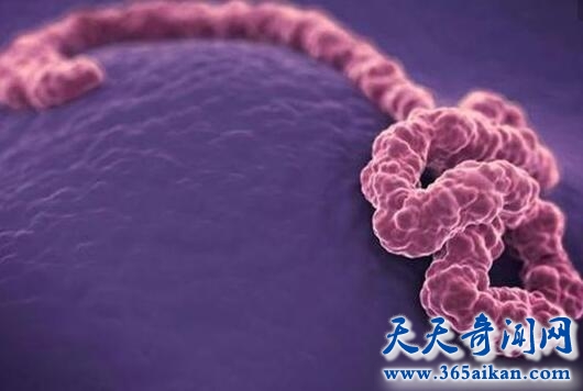 埃博拉病毒1.jpg