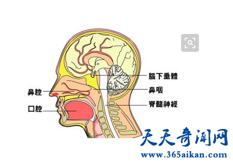 EB病毒5.jpg