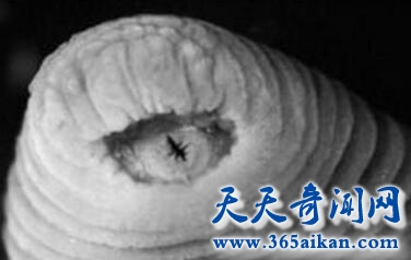 暴龙水蛭1.jpg