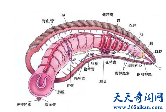 水蛭2.jpg