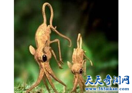 鼻行类动物4.jpg