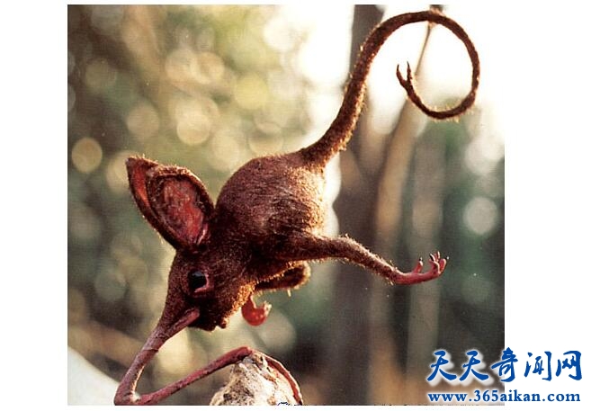 鼻行类动物3.jpg