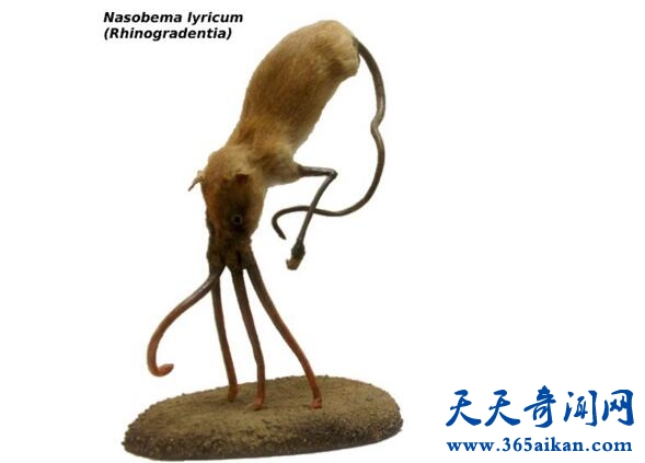 鼻行类动物1.jpg
