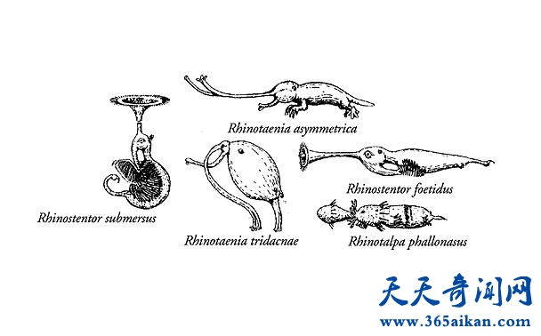 鼻行类动物2.jpg