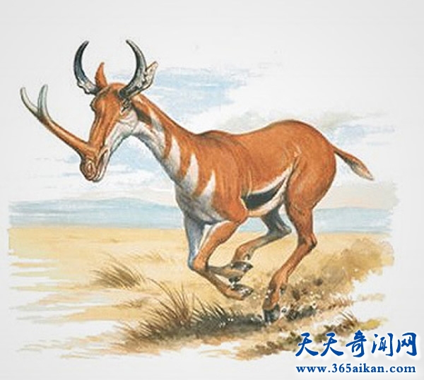 盘点各种动物的祖先都是谁？动物进化变迁史！