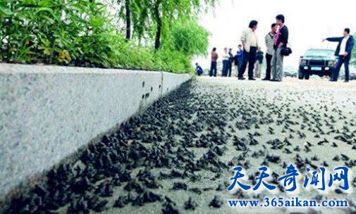 探索动物能够预测地震吗？地震来临之前动物都有哪些反应？