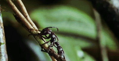 僵尸蚂蚁1.gif