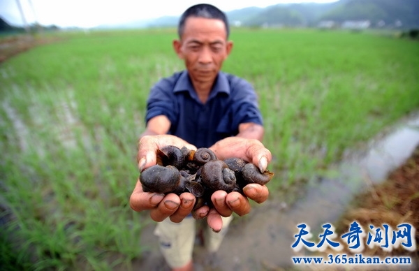 中国成为外来物种入侵最严重的国家之一，中国本土生物如临大敌！