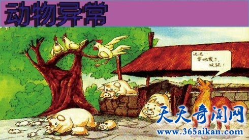 探索动物能够预测地震吗？地震来临之前动物都有哪些反应？