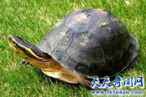 科学探索，两栖动物正处在灭绝的边缘