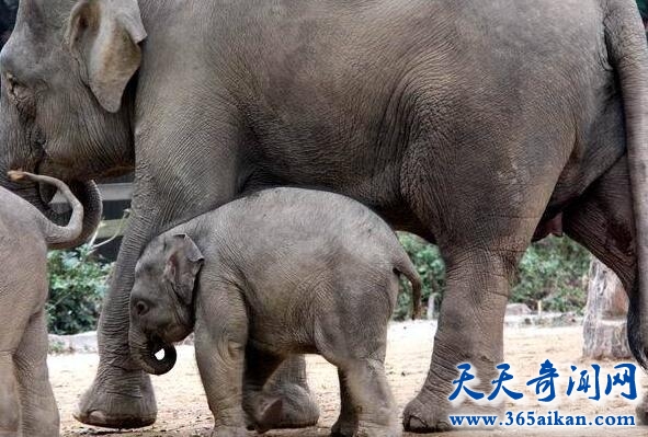 全面解析大象交配的过程，少儿不宜请忽观看！
