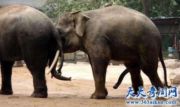 全面解析大象交配的过程，少儿不宜请忽观看！