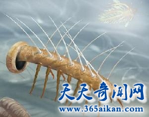 曾经地球上数量最多的动物，寒武纪怪诞虫称霸地球！