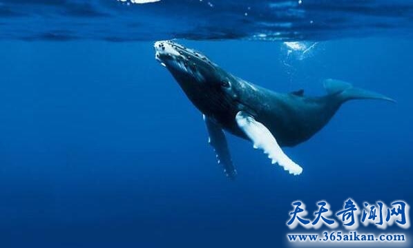 海洋濒危物种长须鲸还有多少条？长须鲸为什么会在海底唱歌？