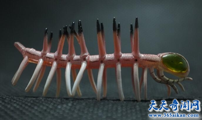 曾经地球上数量最多的动物，寒武纪怪诞虫称霸地球！