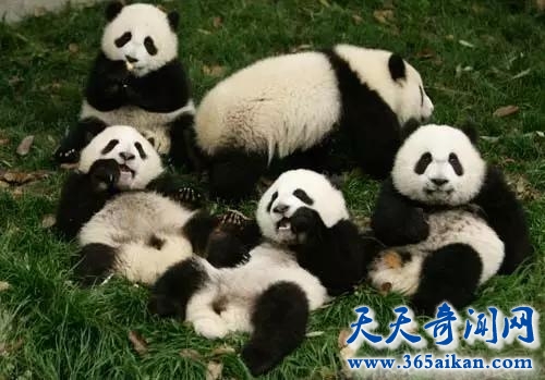 揭秘熊猫的始祖是谁？熊猫在多少年前就有了？
