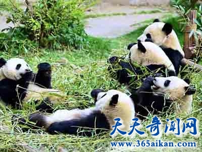 揭秘熊猫的始祖是谁？熊猫在多少年前就有了？