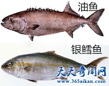 科普油鱼和鳕鱼的区别有哪些？吃油鱼的危害有哪些？