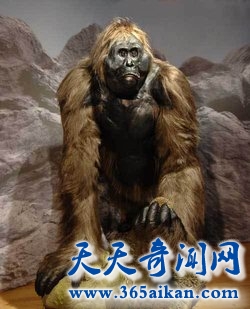 探索历史上灭绝的巨猿，巨猿是电影金刚的前身！