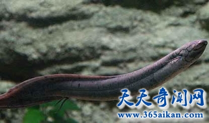 海底生物向陆地生物进化的活化石——肺鱼