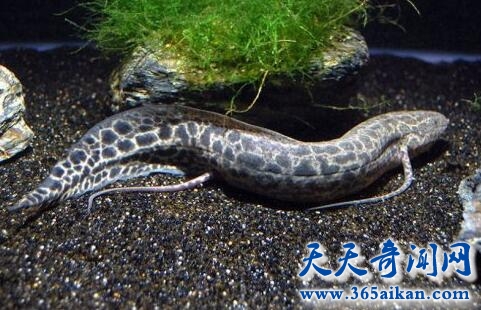 海底生物向陆地生物进化的活化石——肺鱼