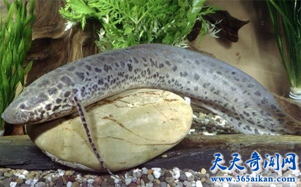 海底生物向陆地生物进化的活化石——肺鱼