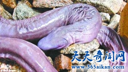 探索盲蛇中的新品种，巴西发现盲蛇新品种外形极度丑陋！