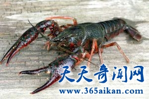 杀人虾致命性攻击，外来物种是英国民不聊生！
