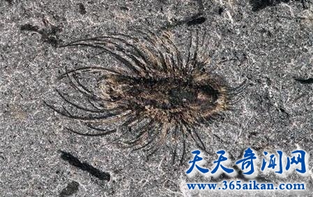 寒武纪5.jpg