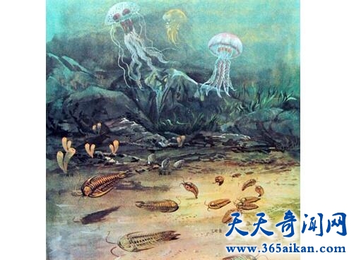 寒武纪2.jpg