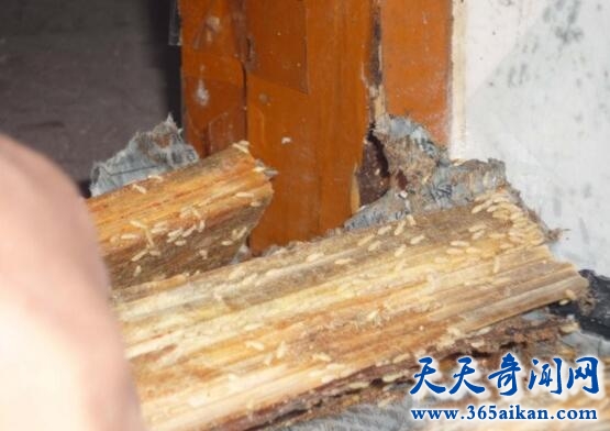 白蚁防治方法1.jpg