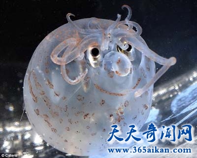 揭秘大海中的神奇隐身动物，玻璃乌贼之你就是看不到我！
