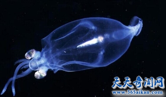 揭秘大海中的神奇隐身动物，玻璃乌贼之你就是看不到我！
