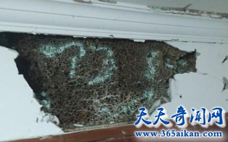 白蚁防治方法3.jpg