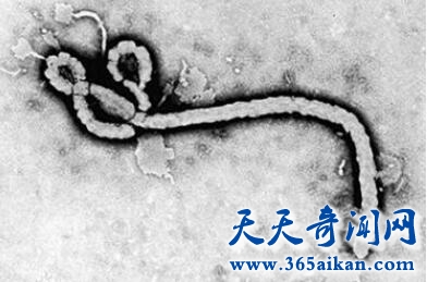马尔堡病毒1.jpg