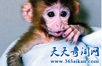 马尔堡病毒2.jpg