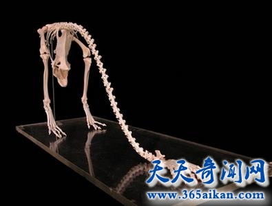 探索恐龙的天敌，主龙假鳄类是怎么样的！
