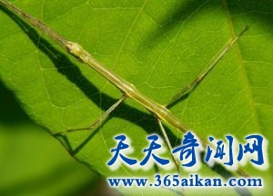 动物界最牛逼的伪装大师，竹节虫来袭！