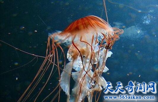 外星人像水母.jpg