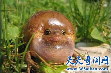 世界上长得最憋屈的青蛙，气蛤蟆拔得头筹！
