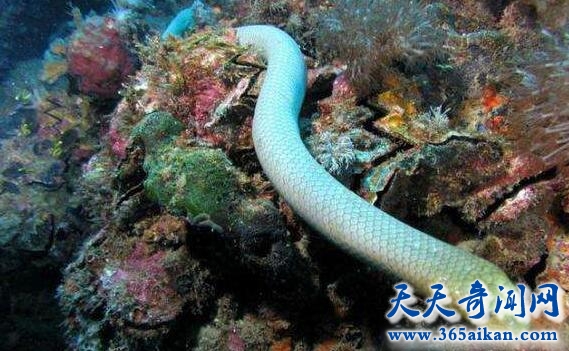 绿茸线蛇为什么可以活20万年？绿茸线蛇是否真实存在？