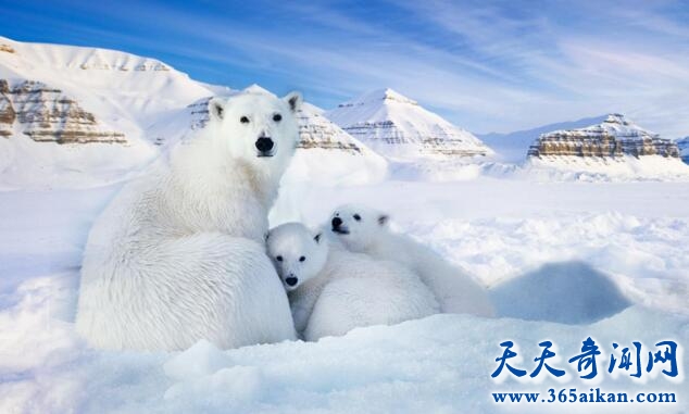 地球是人类赖以生存的家园，人们的脚步可谓是踏遍了地球的每一个角落，而地球最冷的地方莫过于两个极点了，南极和北极让人体会地球最冷的天气，那么您们知道北极的极点近年来在移动嘛？下面就随奇文网带您去看看吧！