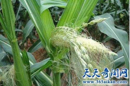 揭秘地球上各种神奇的返祖现象，返祖现象反应远古人类的特征！