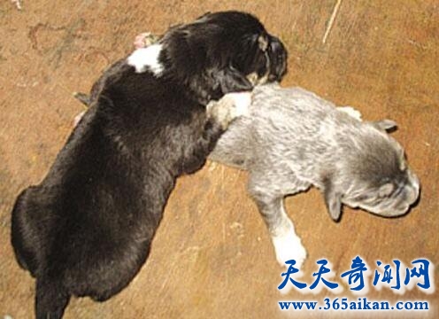 揭秘地球上各种神奇的返祖现象，返祖现象反应远古人类的特征！