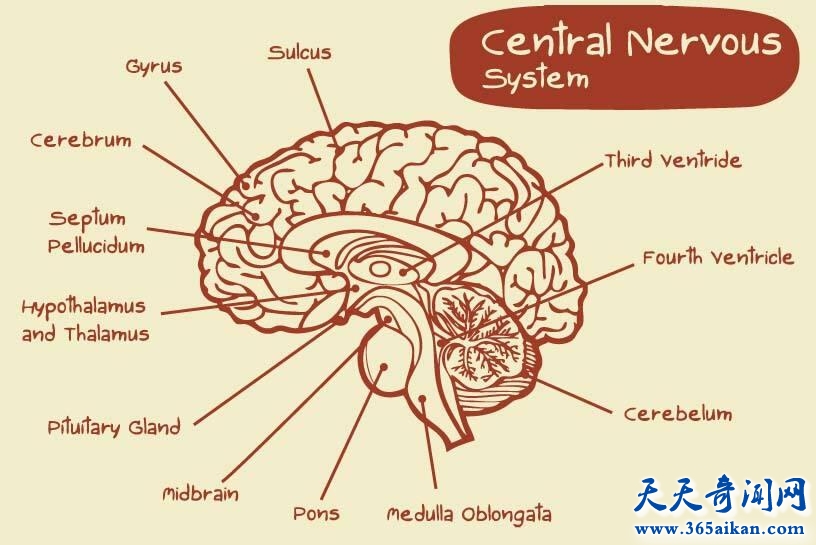 行为能够改变大脑吗？如何激活大脑的闲置区？